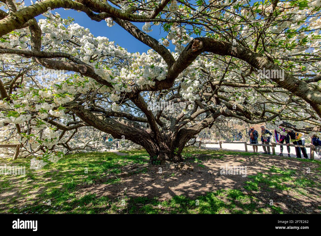 Paris, France - 31 mars 2021 : magnifique cerisier blanc en fleurs au jardin des plantes à Paris, le jour de mars au printemps ensoleillé Banque D'Images