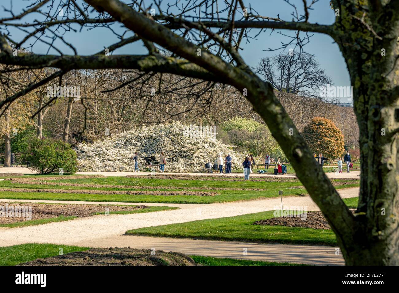 Paris, France - 31 mars 2021 : magnifique cerisier blanc en fleurs au jardin des plantes à Paris, le jour de mars au printemps ensoleillé Banque D'Images