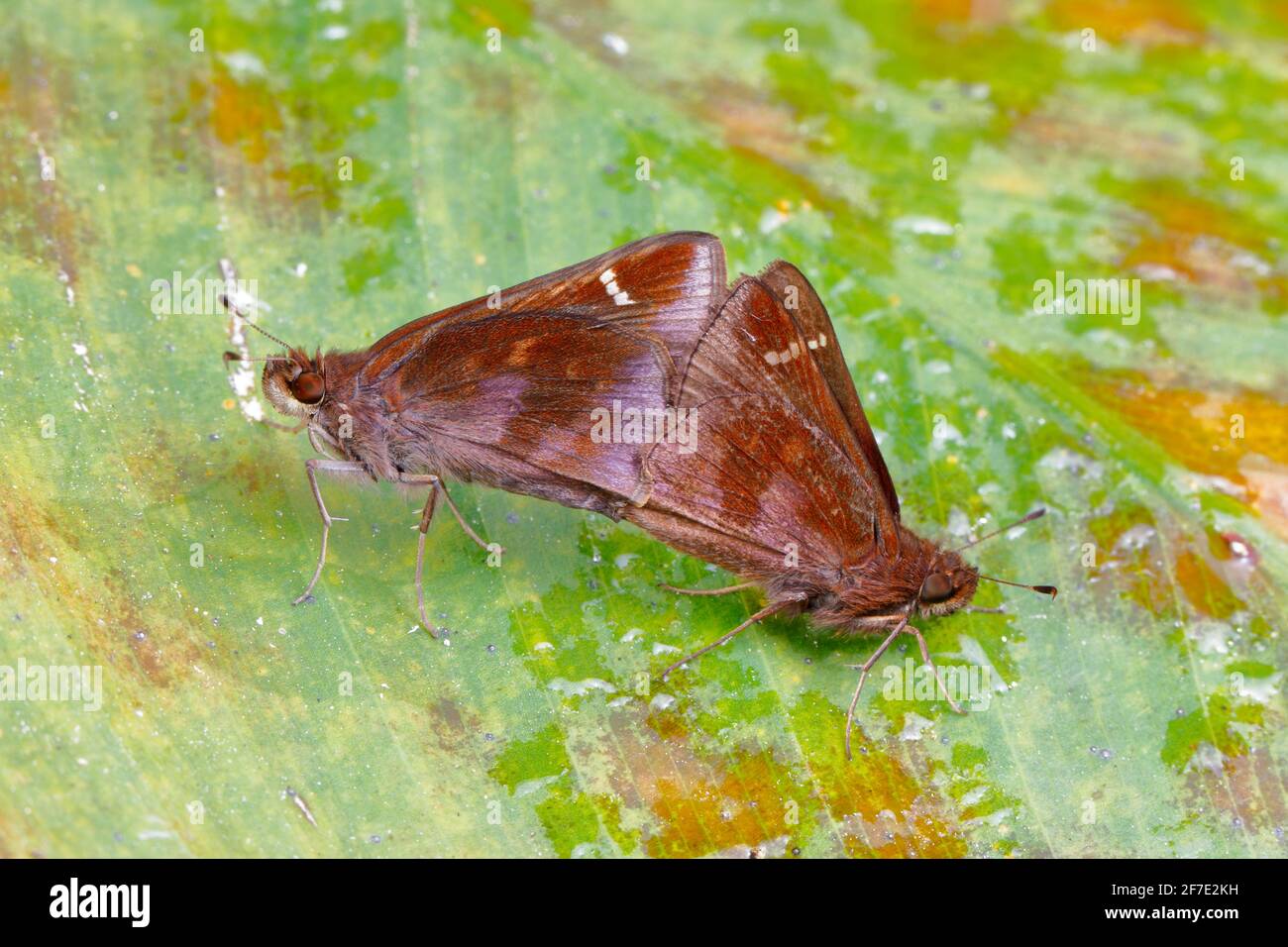 Skippers nuagés, Lerema accius, accouplement sur une feuille. Banque D'Images