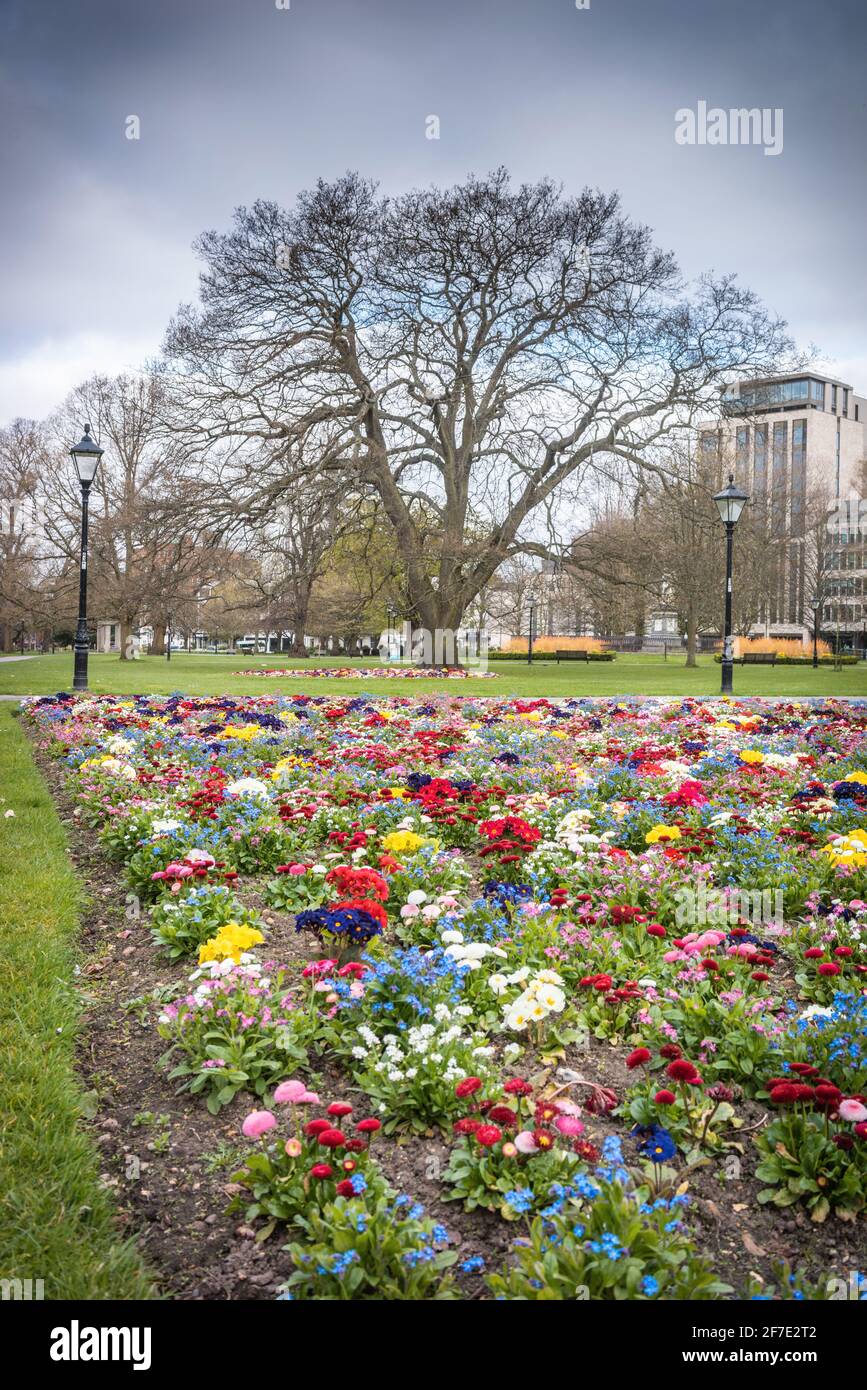 Lit de fleurs à Watts Park au printemps dans le centre-ville de Southampton, Hampshire, Angleterre, Royaume-Uni Banque D'Images