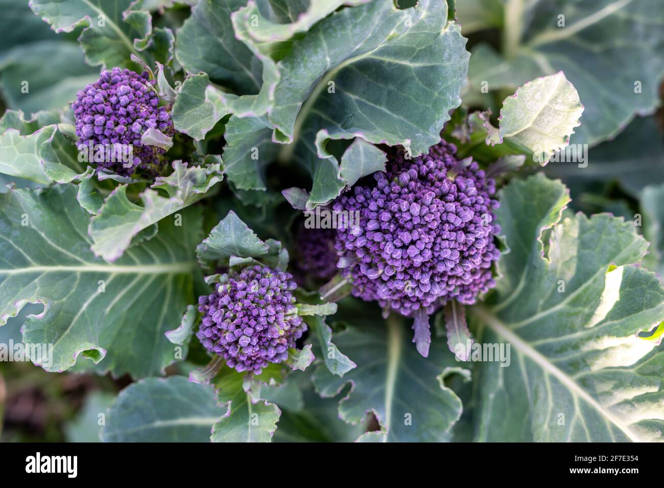 Fleurons de brocoli « pourpre précoce » en mars. Banque D'Images