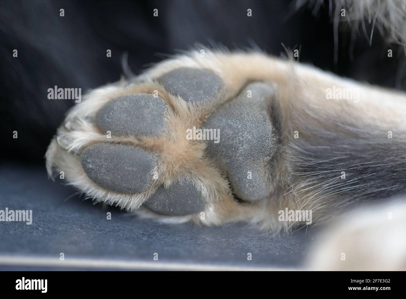Gros plan sur le dessous d'une bordure tricolore patte de collie Banque D'Images
