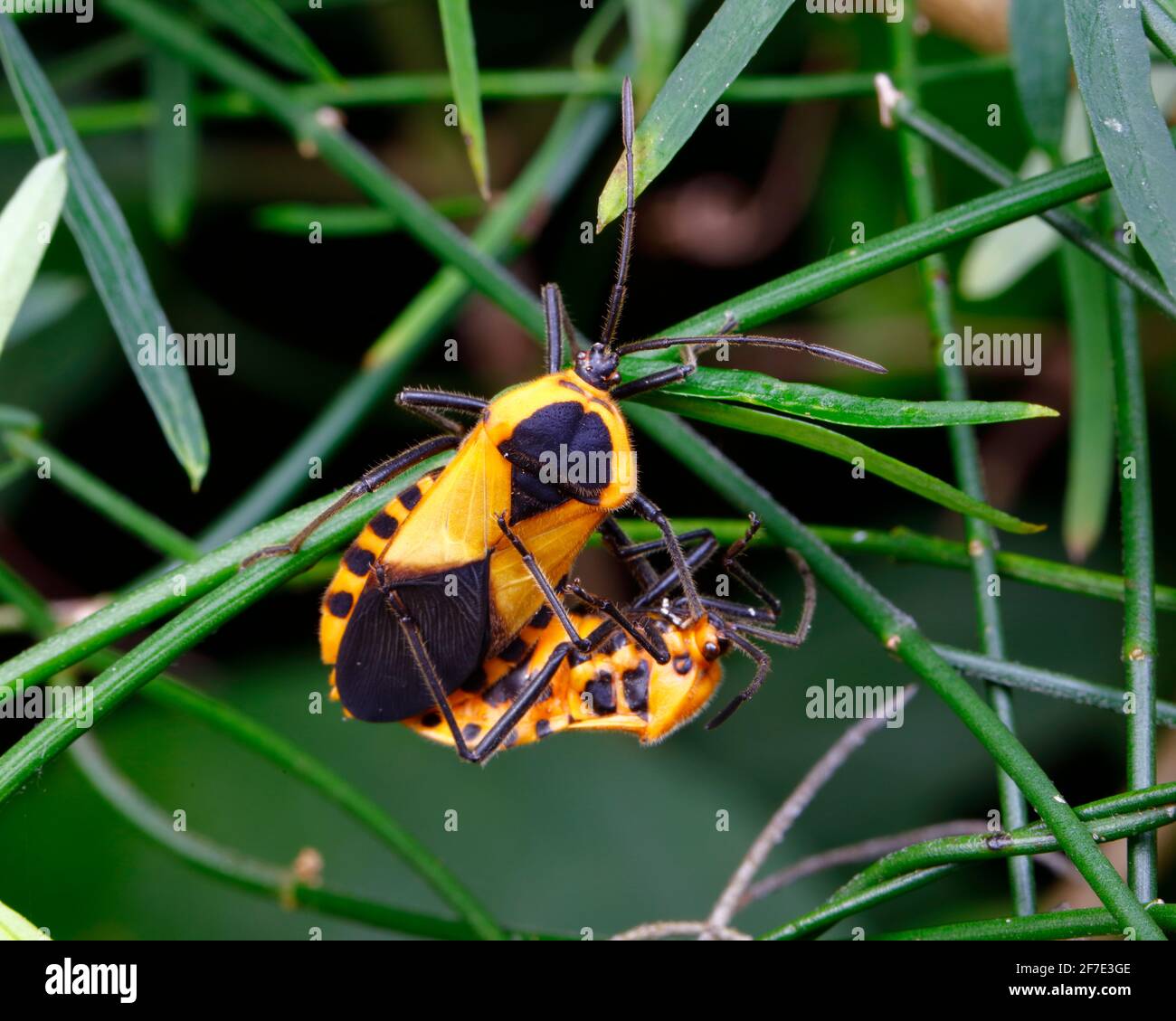 Mugs géants de l'herbe à poux, Sephina gundlachii, qui s'accouple sur une vigne. Banque D'Images