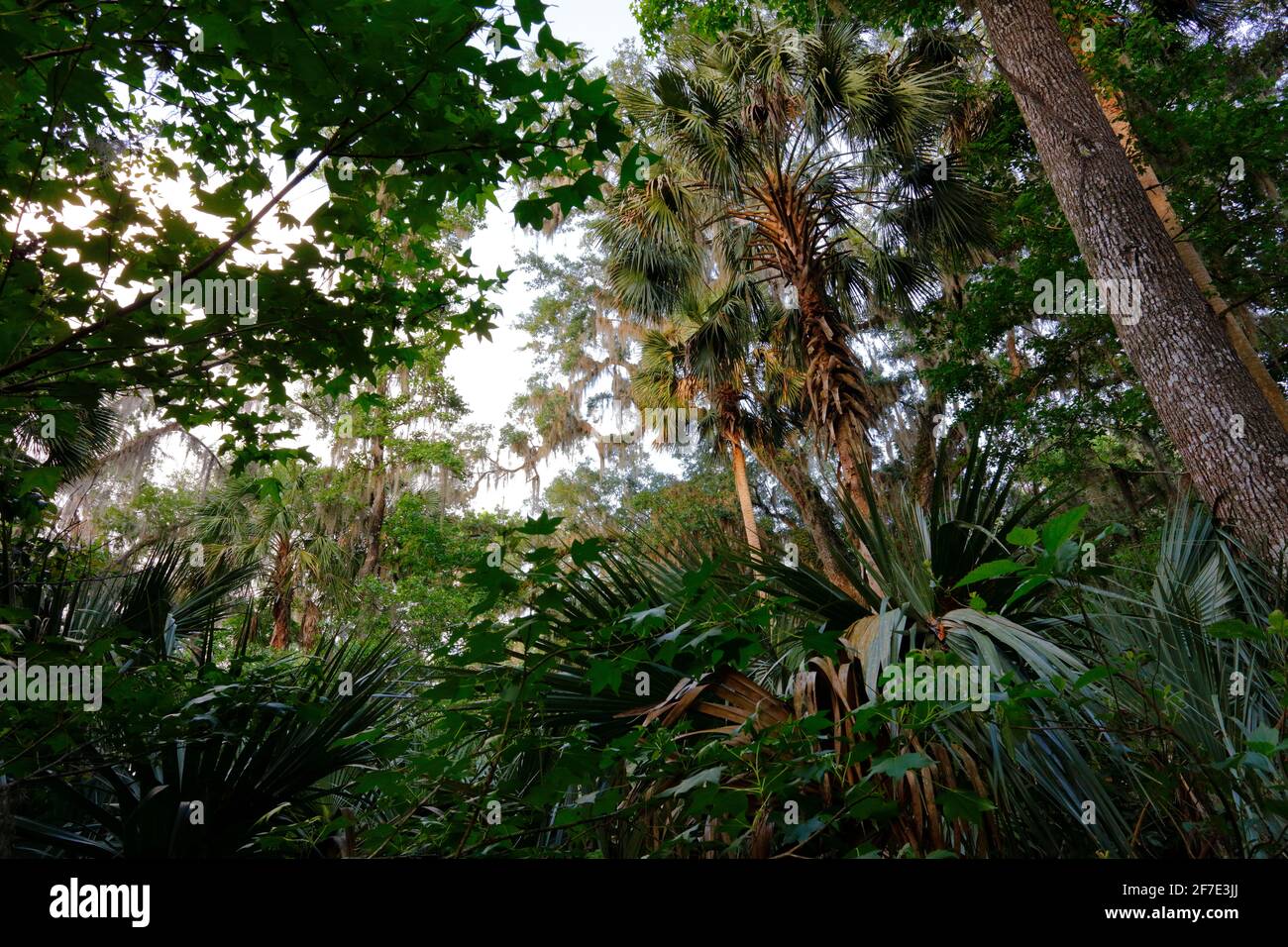 Vue panoramique sur une forêt subtropicale. Banque D'Images