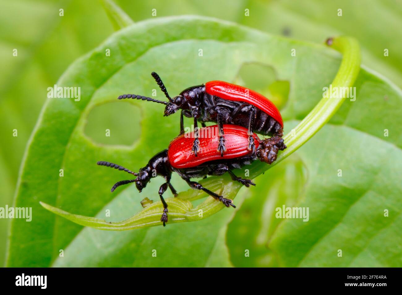 Coléoptères de la pomme de terre aérienne, Lilioceris cheni, qui se pond sur une feuille de pomme de terre aérienne. Banque D'Images