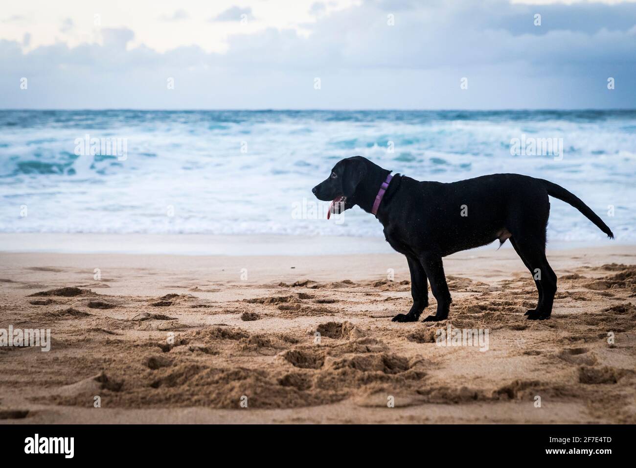Grand chien brun mûr debout sur une plage à Hawaï Banque D'Images