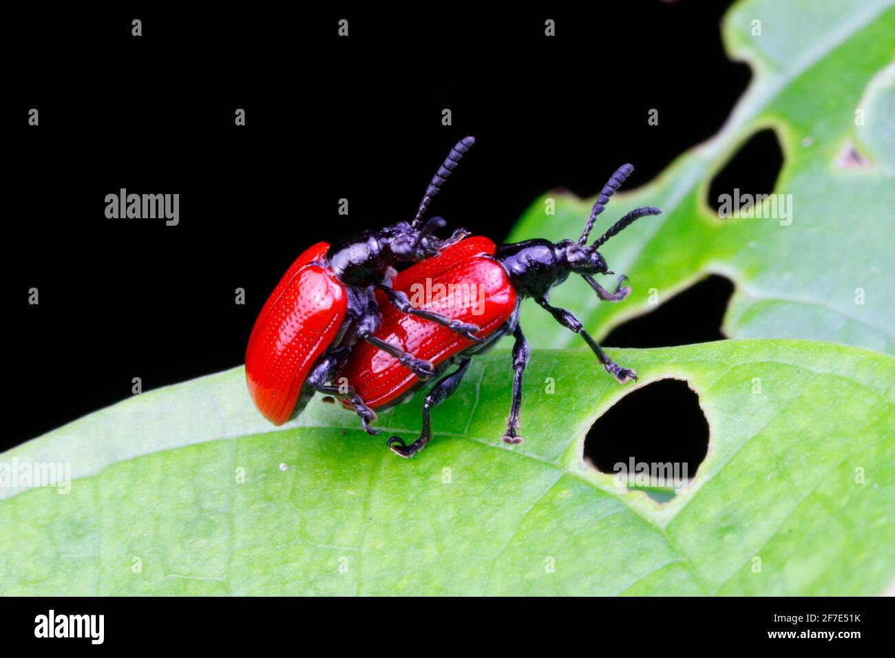 Coléoptères de la pomme de terre aérienne, Lilioceris cheni, qui se pond sur une feuille de pomme de terre aérienne. Banque D'Images