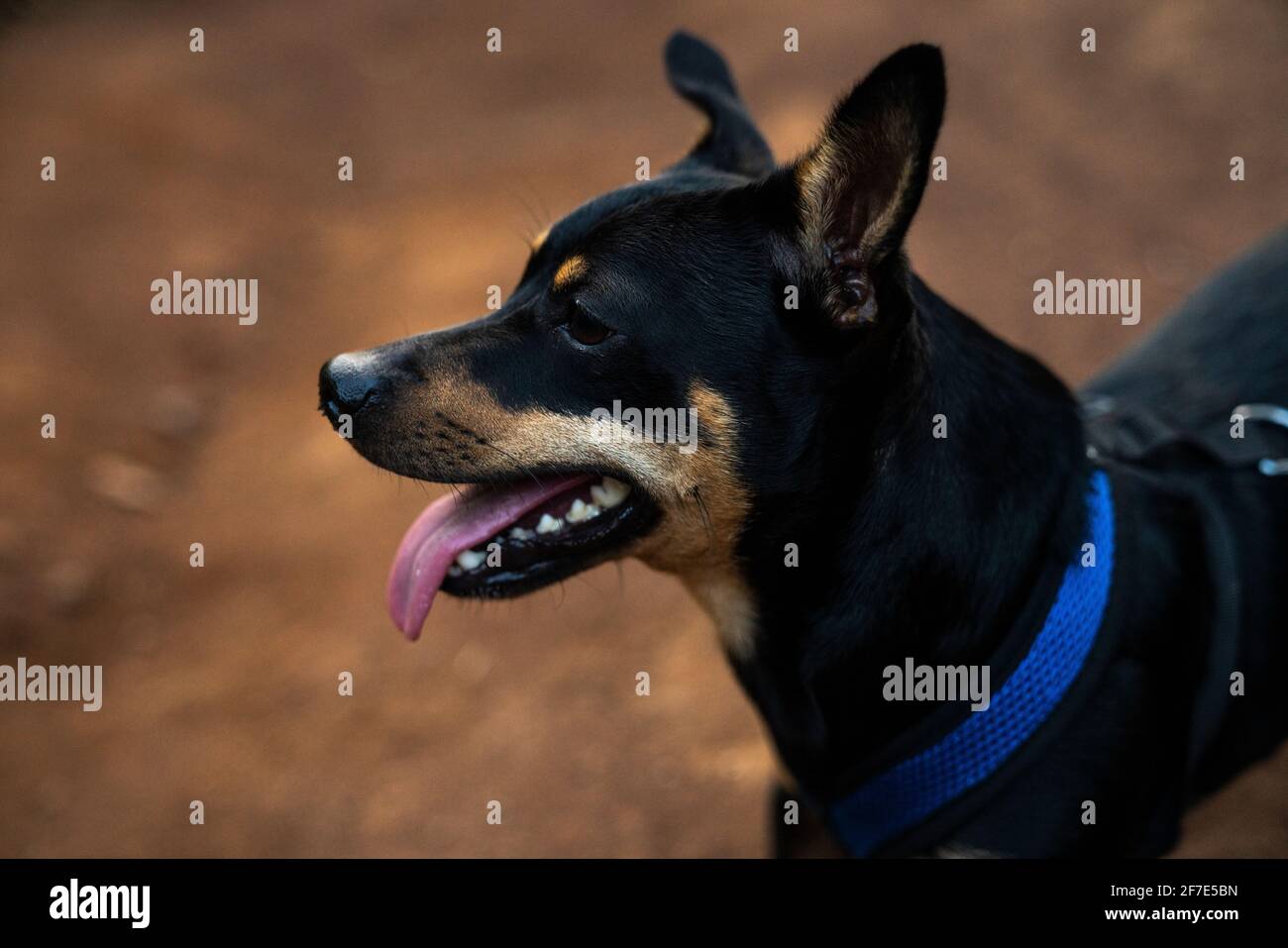 Un petit chiot se détend après une course sur un sentier à Hawaï Banque D'Images