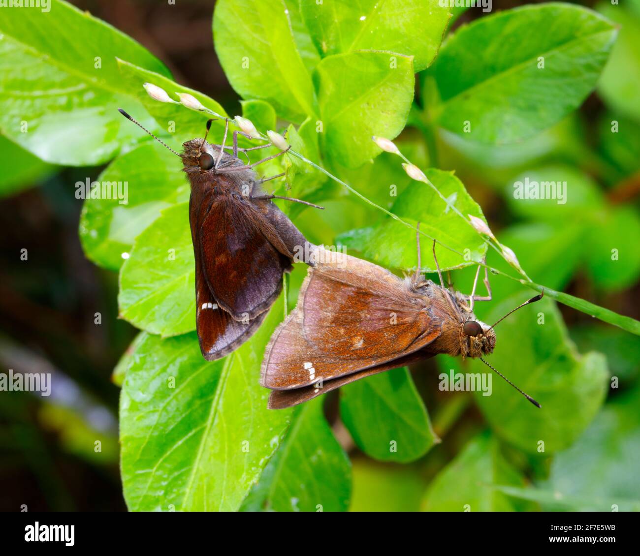 Une paire de Skipper obscurci, Lerema accius, accouplement. Banque D'Images