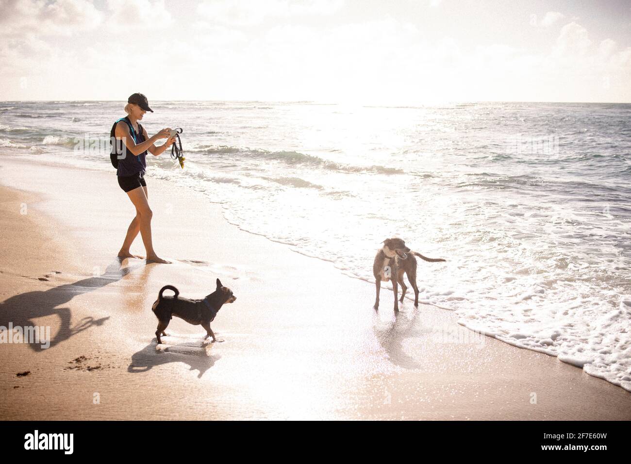 Femme blonde prenant une photo sur son iphone de chiens Sur une plage à Oahu Banque D'Images