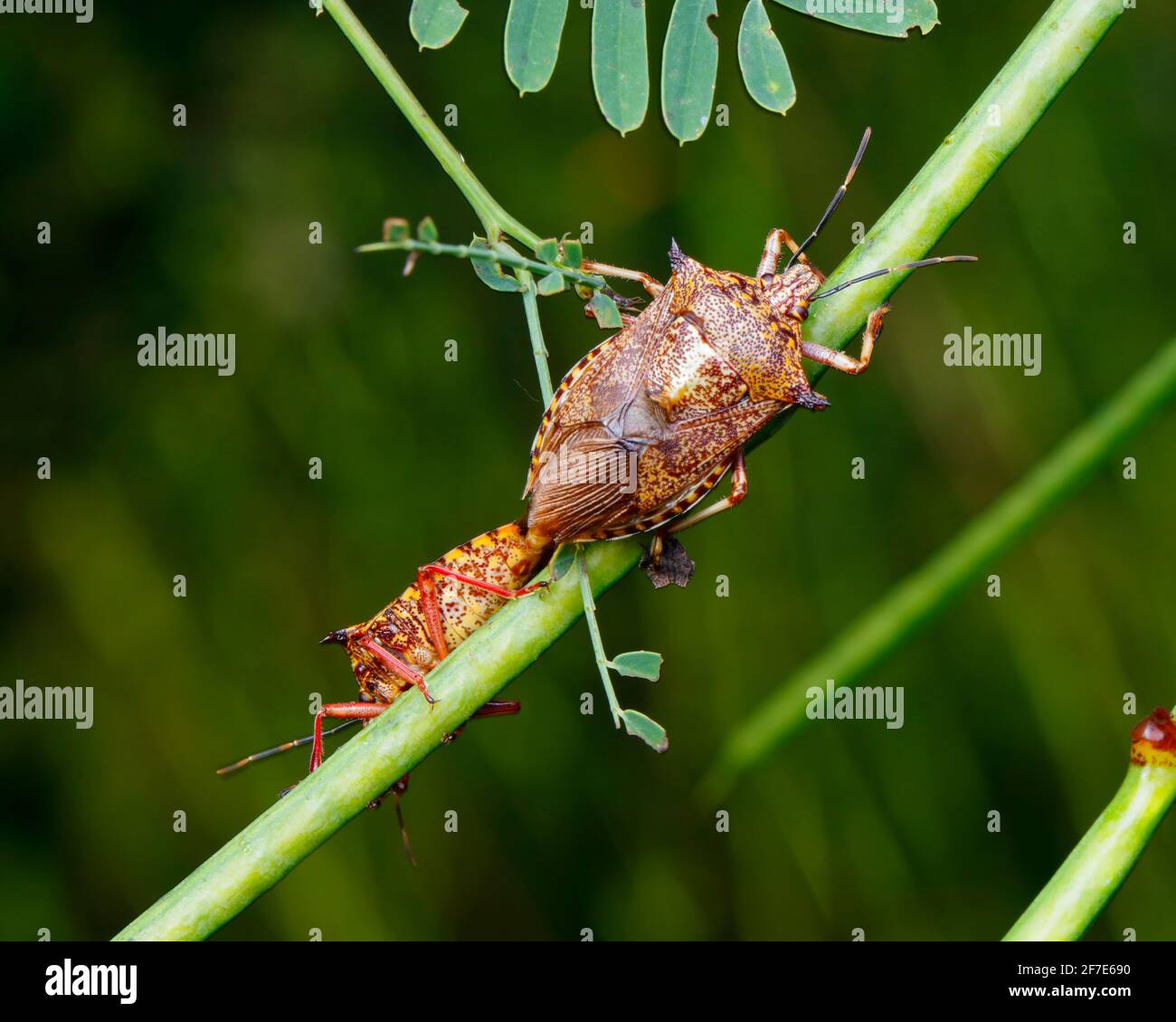 Insectes géants à nez fort, - Alcaeorrhynchus grandis, accouplement. Banque D'Images