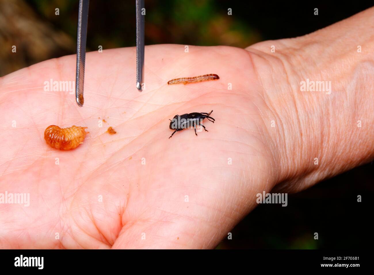 les charançons d'agave, Scyphophorus acupunctatus). Ver de repas, pupe, et adulte sur un palmier humain. Banque D'Images