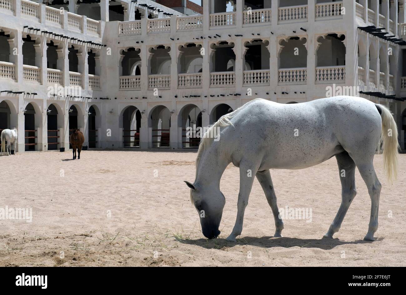 Arabian Horse à Souq Waqif Royal Horse stables Banque D'Images