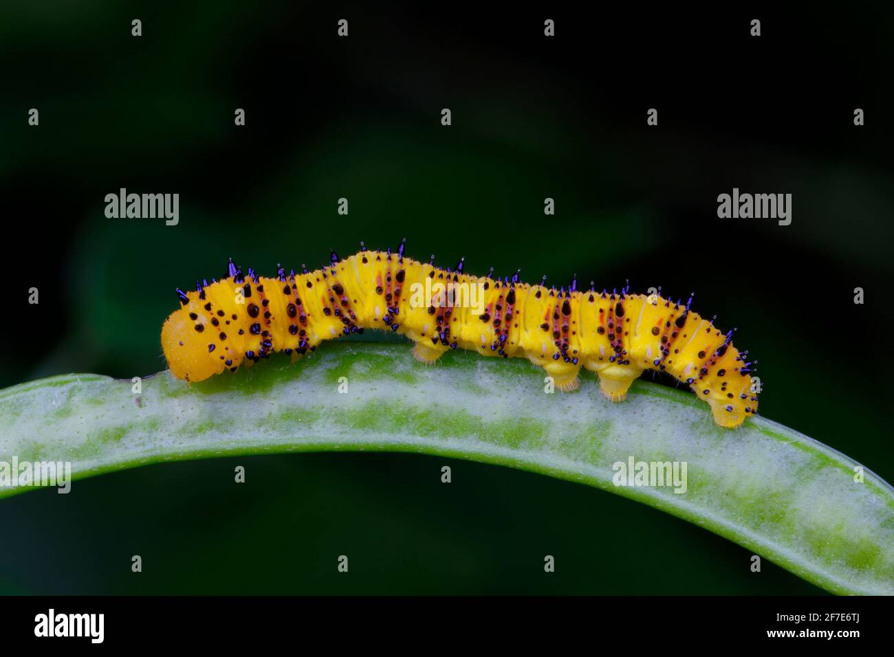 Une chenille sans nuages, Phoebis sennae, se nourrissant de Senna. Banque D'Images