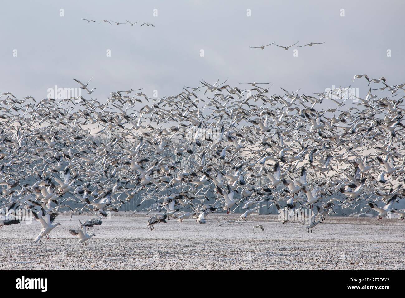 Des milliers d'Oies des neiges en vol au-dessus de la côte est du Maryland. Banque D'Images