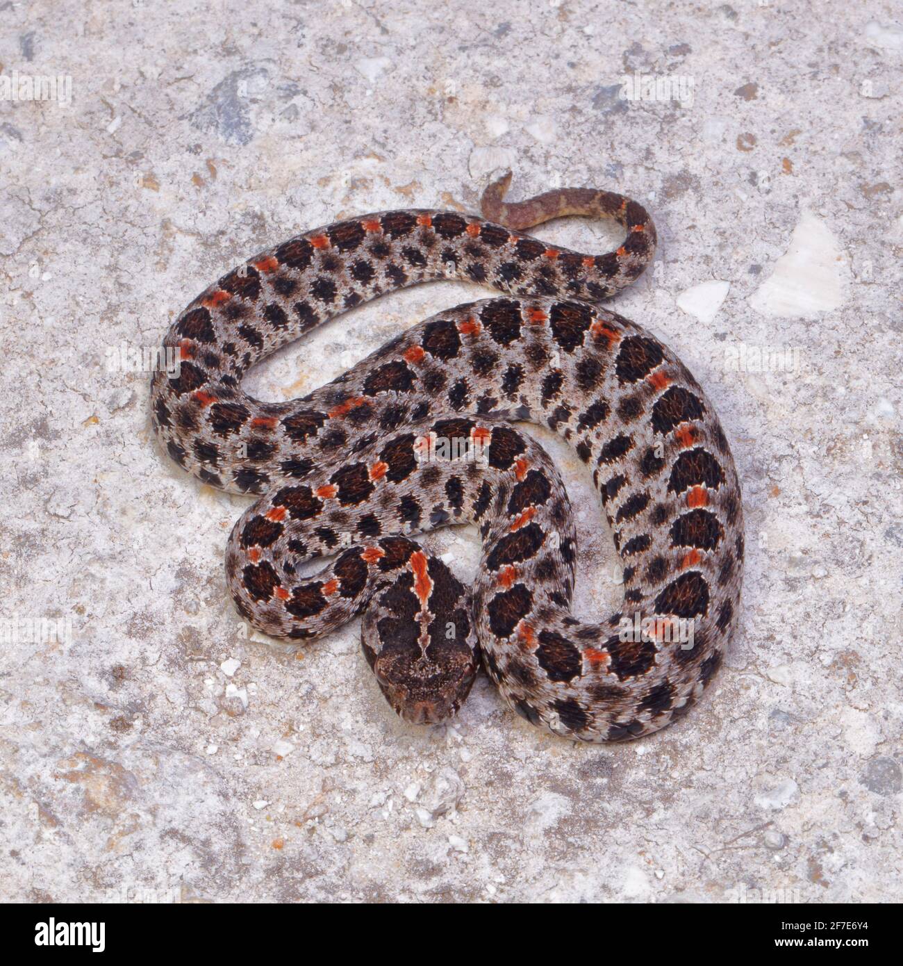 Un crotale de porc Dusky, Sistrurus miliarius barbouri, sur une route sablonneuse. Banque D'Images