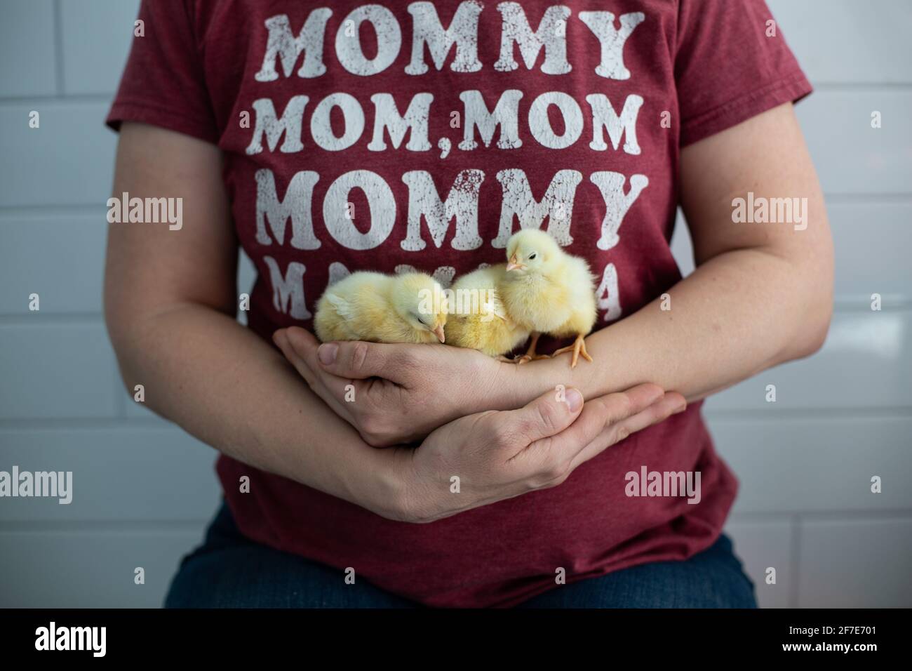 Femme tenant des poussins de bébé avec une chemise de maman rouge dessus Banque D'Images