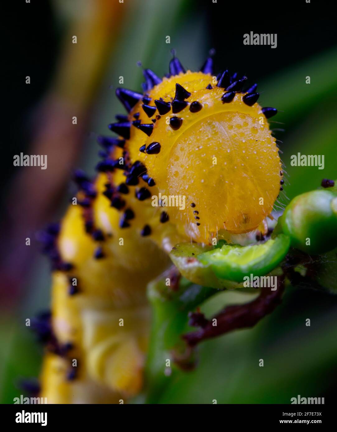 Une chenille sans nuages, Phoebis sennae, se nourrissant de Senna. Banque D'Images