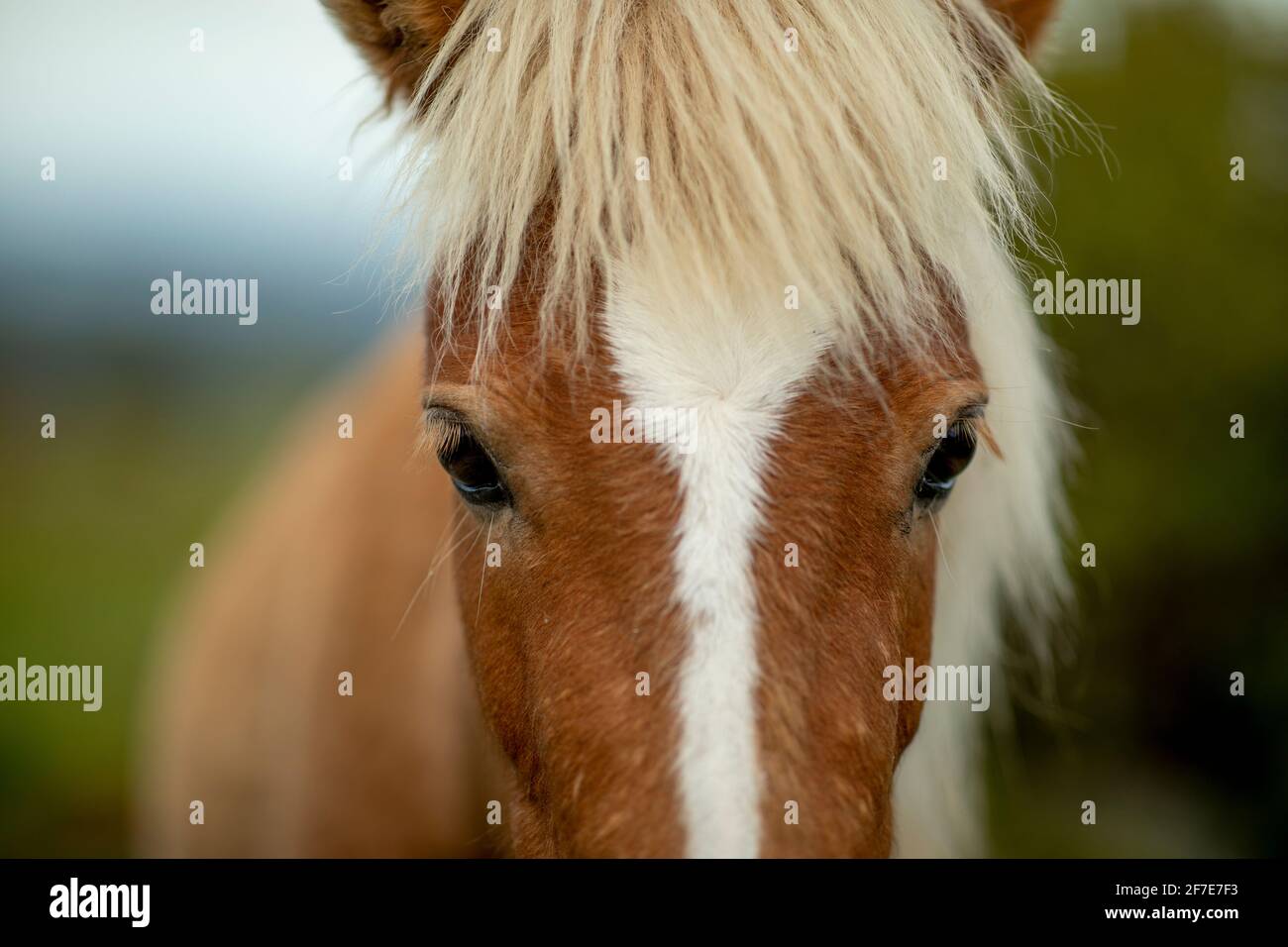 Poney sauvage à Grayson Highlands en Virginie. Banque D'Images