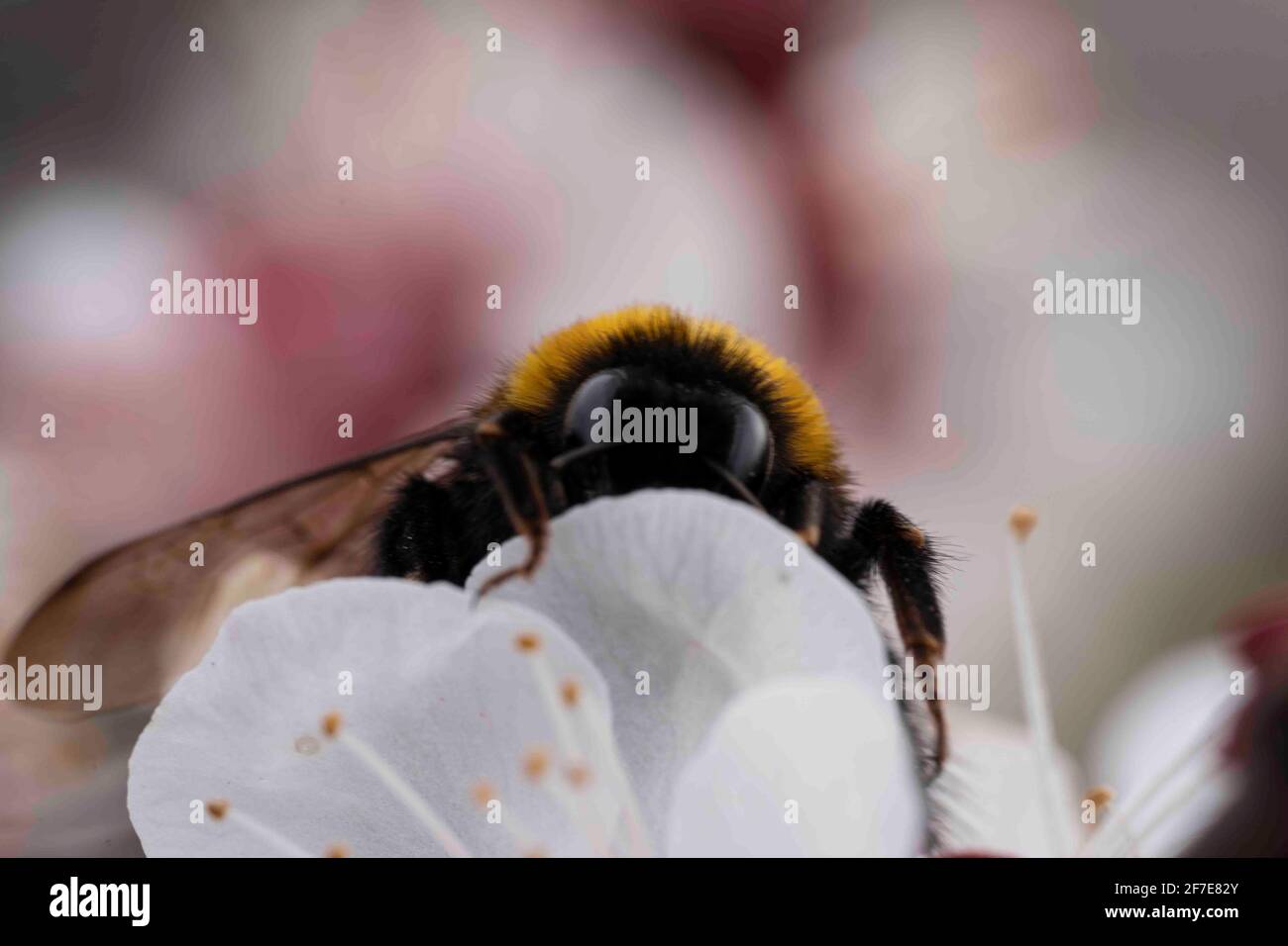 Photo macro d'une abeille bourdonneuse sur un arbre fruitier fleur Banque D'Images