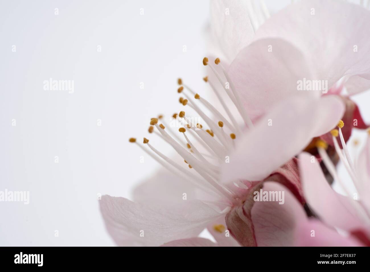 Photo macro d'une fleur d'arbre fruitier, verger de printemps en pleine floraison Banque D'Images