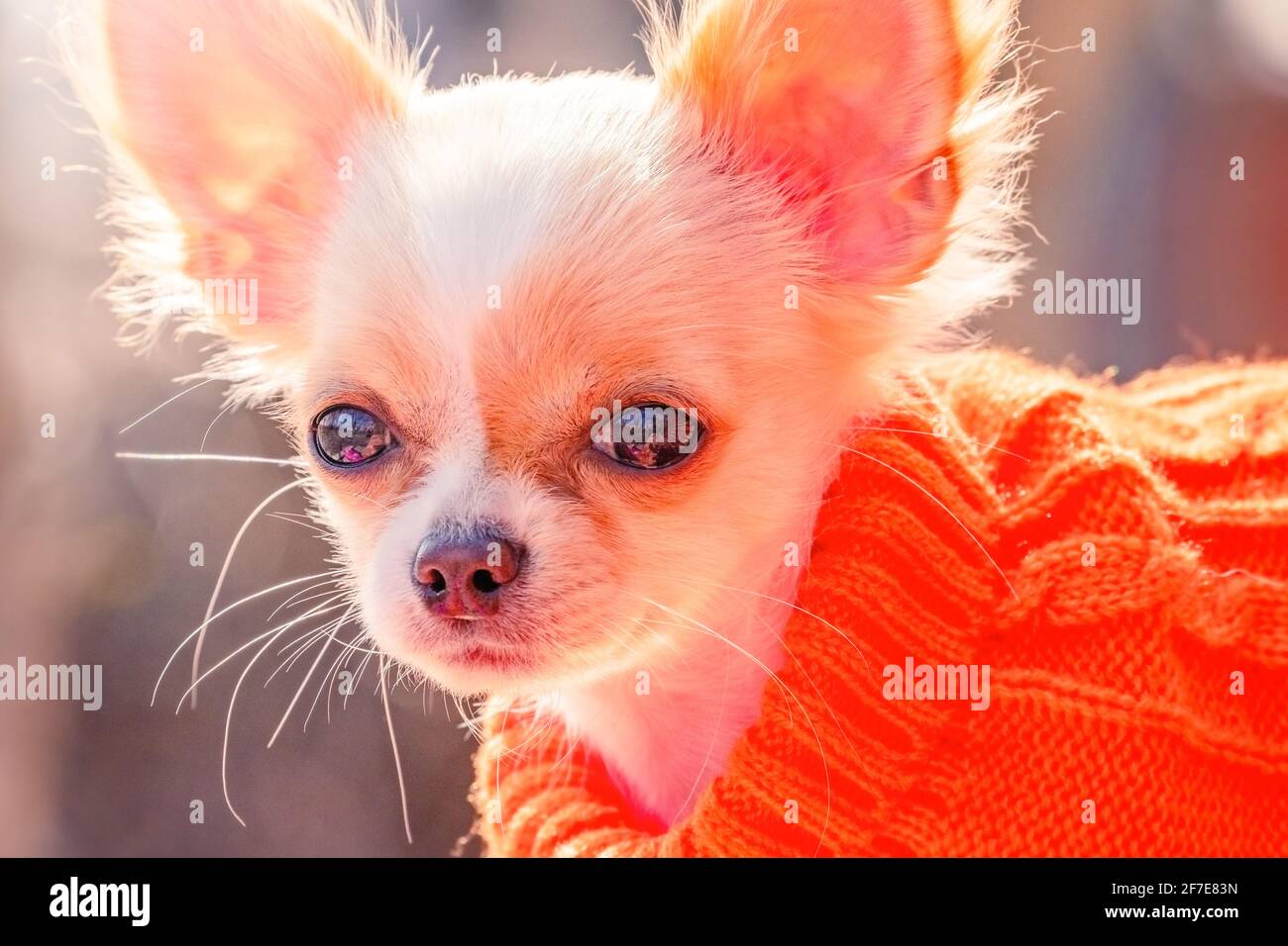 Portrait d'un chien mignon de race. Chiot Chihuahua blanc dans un chandail  orange Photo Stock - Alamy