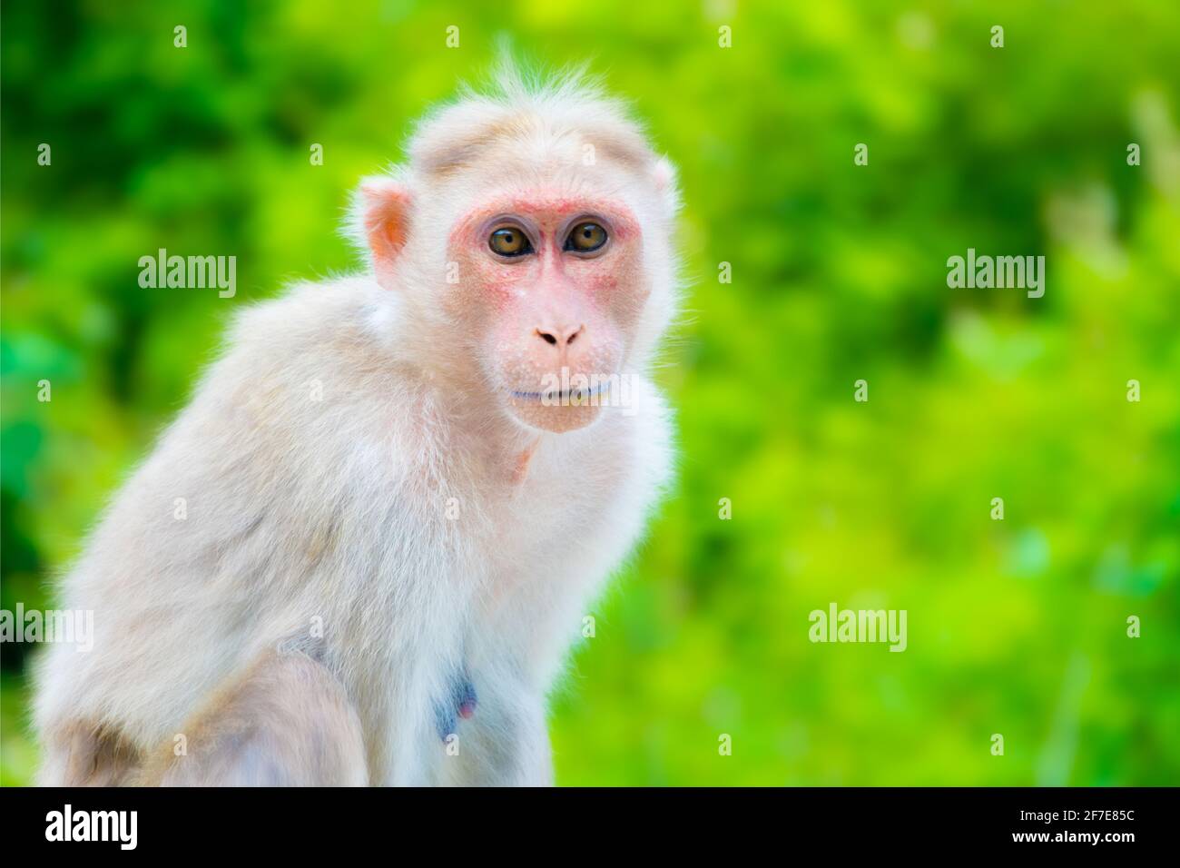 Monkey in nature posant, Monkey regardant à travers la caméra, la faune Banque D'Images
