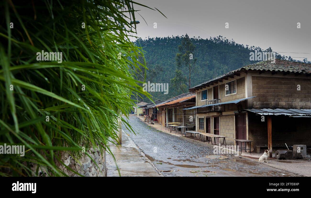 Une route pavée avec des feuilles et de la mousse accrochées aux murs d'un village, près de la cascade de Peguche à Otavalo, en Équateur. Cadre jungle i Banque D'Images