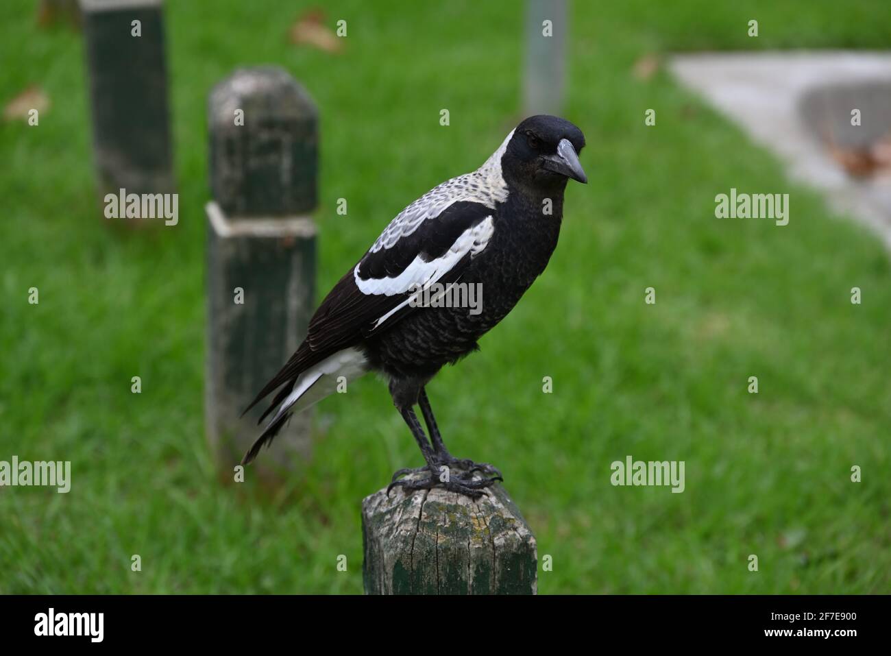 Un Magpie australien debout sur un poteau en bois à la entrée au parc Landcox de Brighton East Banque D'Images