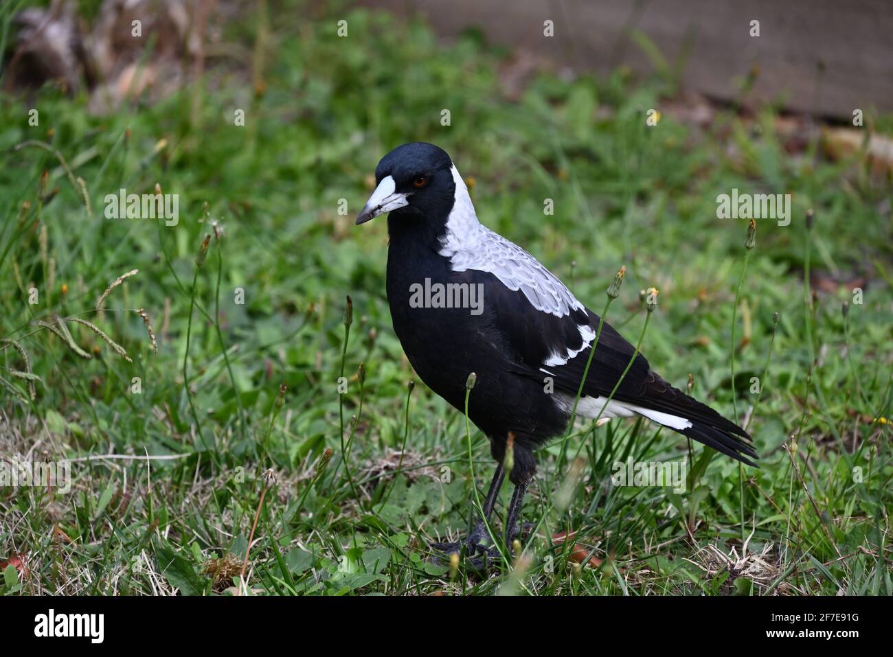 Un gros plan d'un Magpie australien avec un sale baiser après avoir creusé dans un jardin Banque D'Images