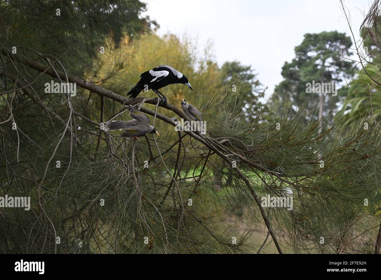 Un Magpie australien et deux mineurs bruyants se rencontrent dans un arbre Banque D'Images