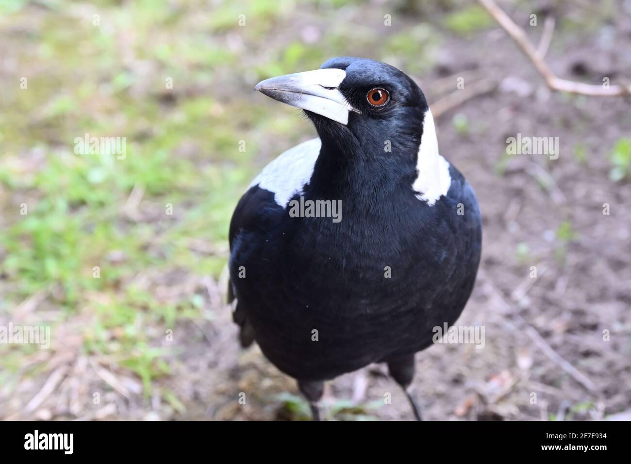 Un gros plan de la tête d'un Magpie australien tandis qu'il se rapproche vers le haut, tout en étant debout dans un jardin Banque D'Images