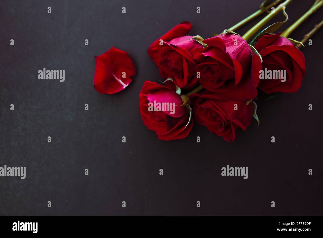 Roses rouges sur fond noir avec espace de copie. Toile de fond mode des fêtes. Banque D'Images