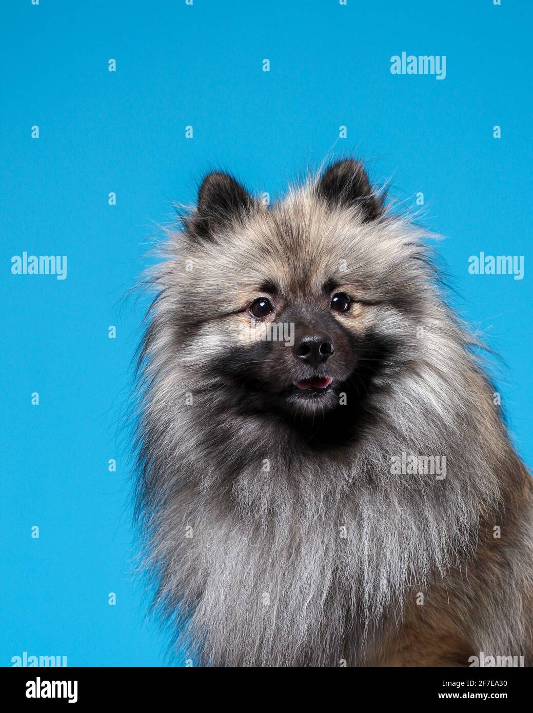 Portrait de drôle de loup gris spitz sur fond bleu. Keeshond chien de race. Banque D'Images