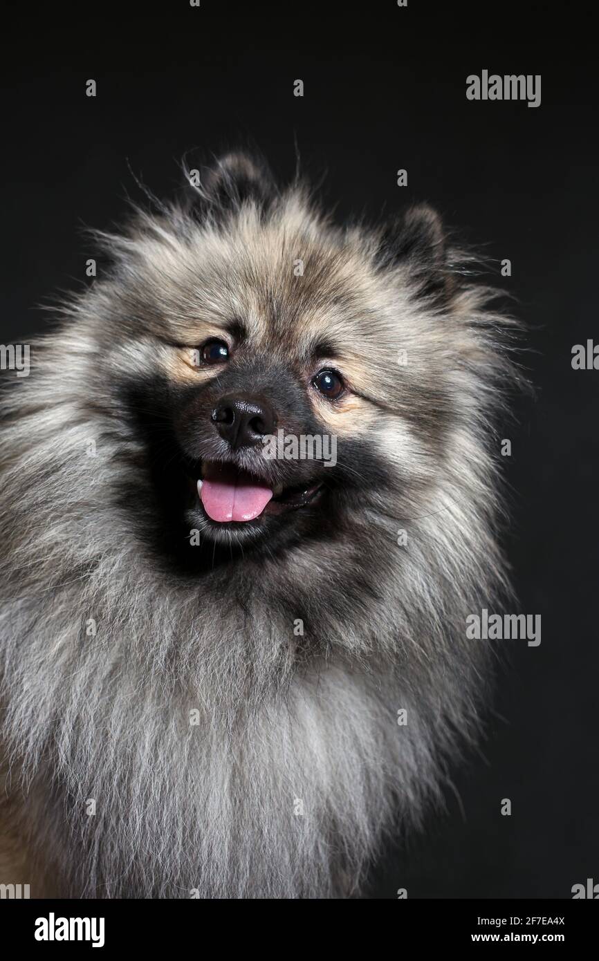 Loup Spitz Banque D Image Et Photos Alamy