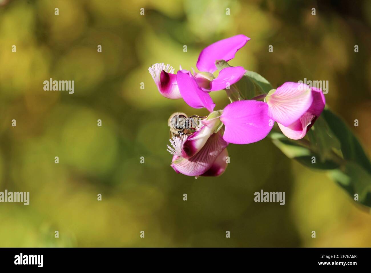 Abeille occidentale (API mellifera) collectant le nectar de la fleur de Dazzler de Polygala, Australie méridionale Banque D'Images