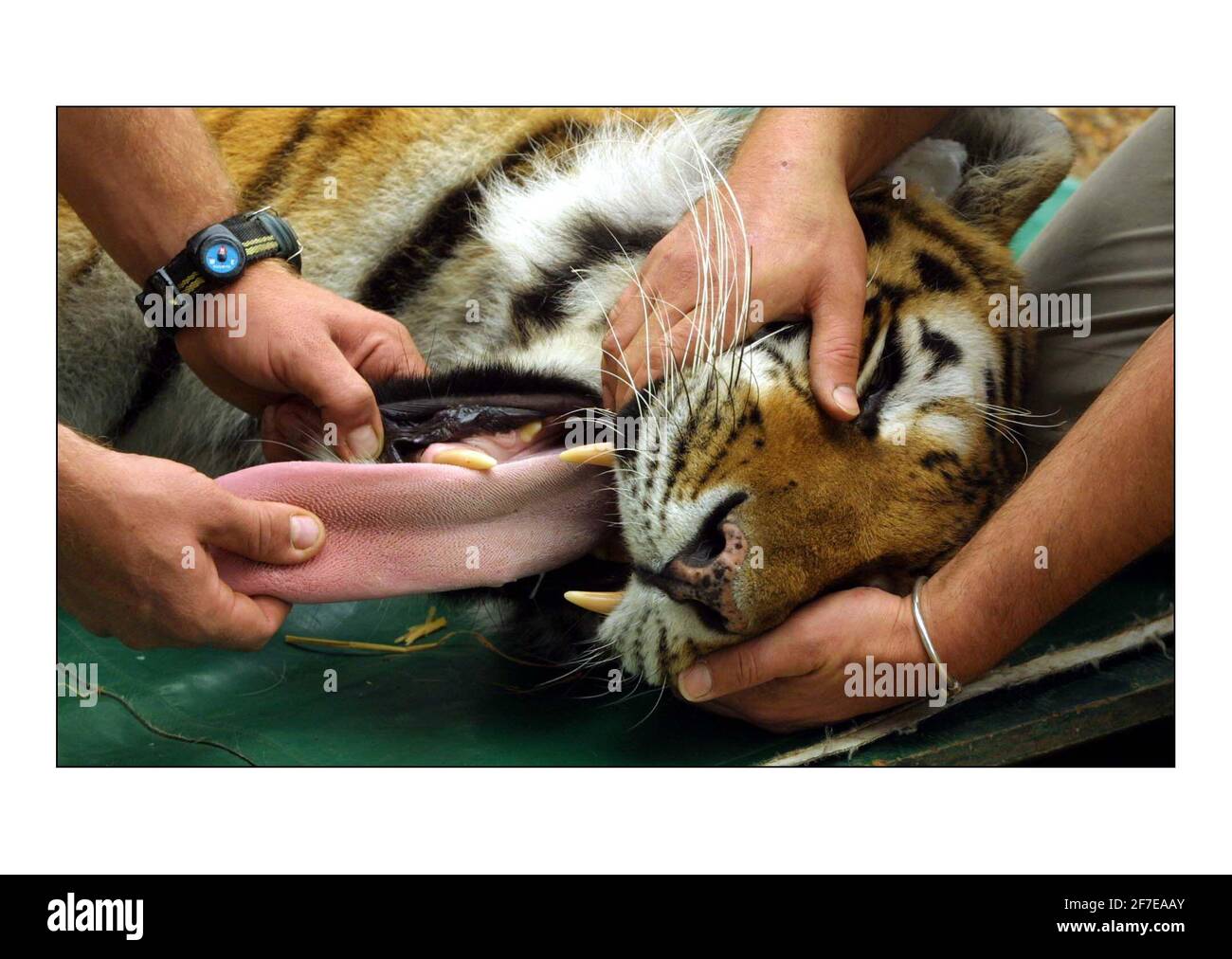 Deux Tigres sibériens, Cuddles et Devoshka ont été aujourd'hui drités et entassés au parc animalier Howletts, près de Canterbury en préparation pour être transportés au parc Lion et Rino en Afrique du Sud dans le cadre d'un bureau de reproduction program.see pour le communiqué de presse pic David Sandison 21/8/2002 Banque D'Images