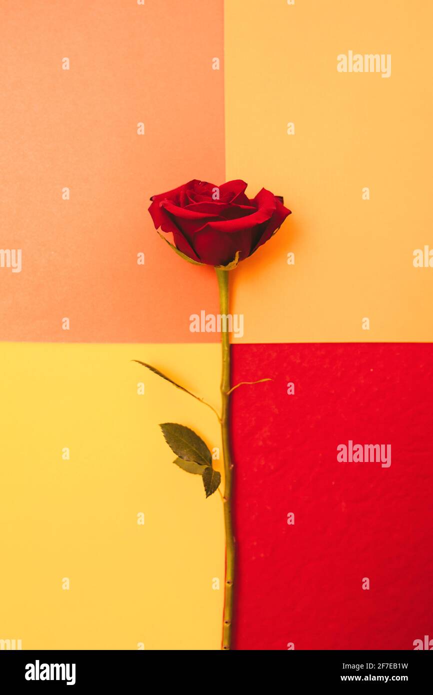 Fond rose roses. Roses rouges sur fond blanc, rose, rouge et jaune. Février toile de fond. Bouquet de roses frais. Banque D'Images