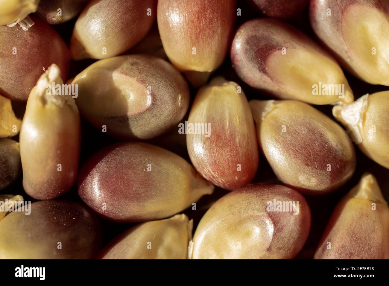 Vue rapprochée du maïs rouge dans un éclairage naturel. Banque D'Images