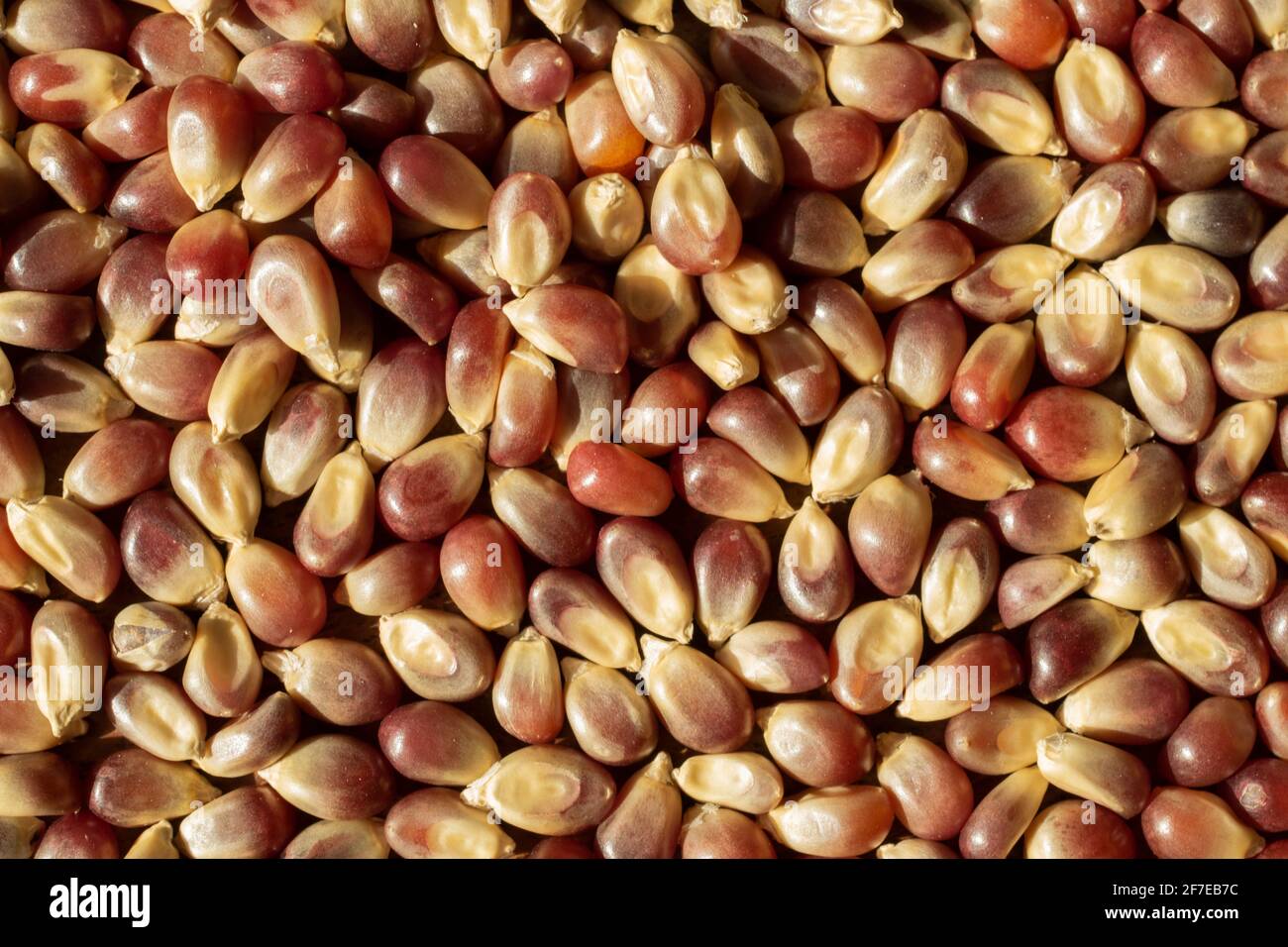 Vue rapprochée du maïs rouge dans un éclairage naturel. Banque D'Images