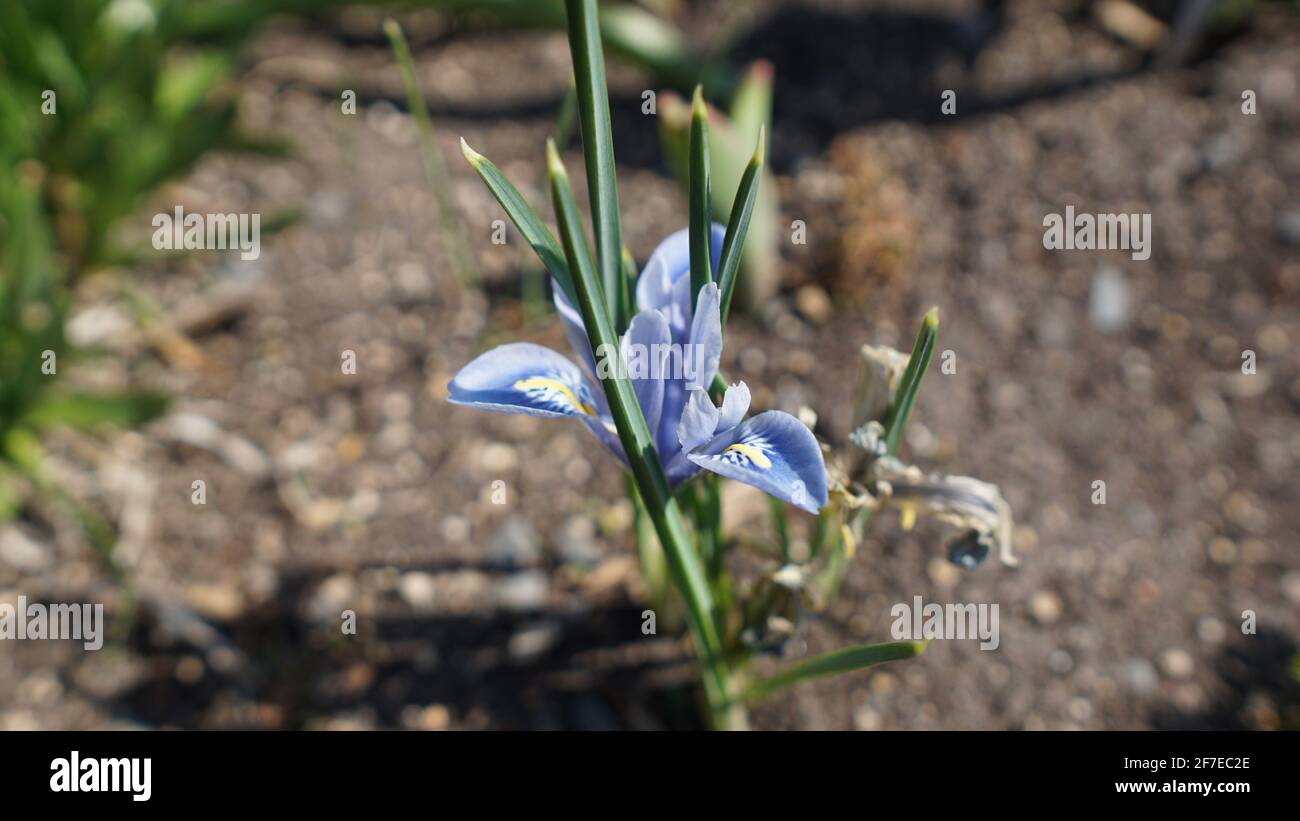 « Painted lady » reticila fleur de l'iris au début du printemps Banque D'Images