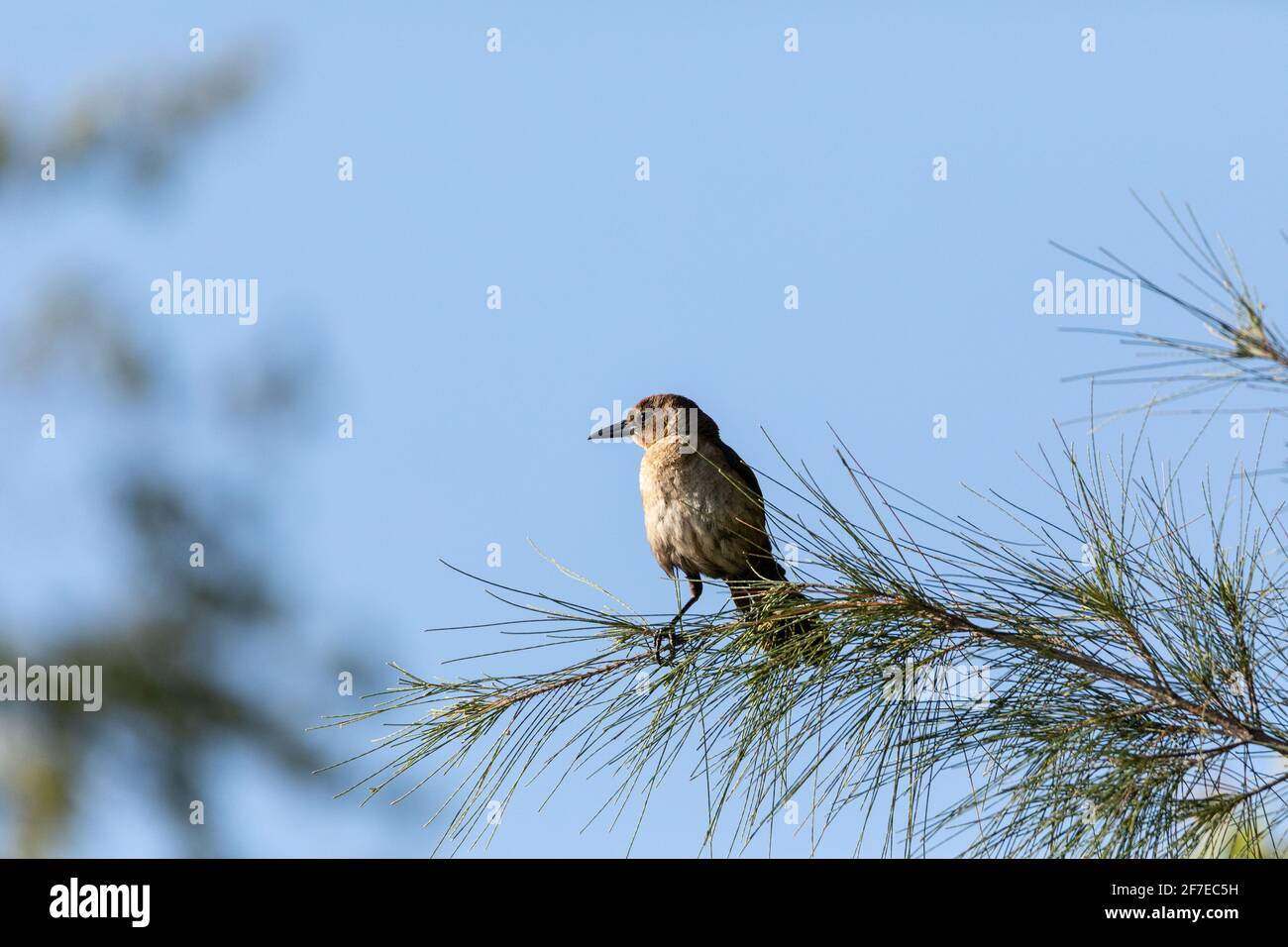 Femelle oiseau à queue de bateau Quiscalus Major sur un pin à Naples, en Floride, au printemps. Banque D'Images