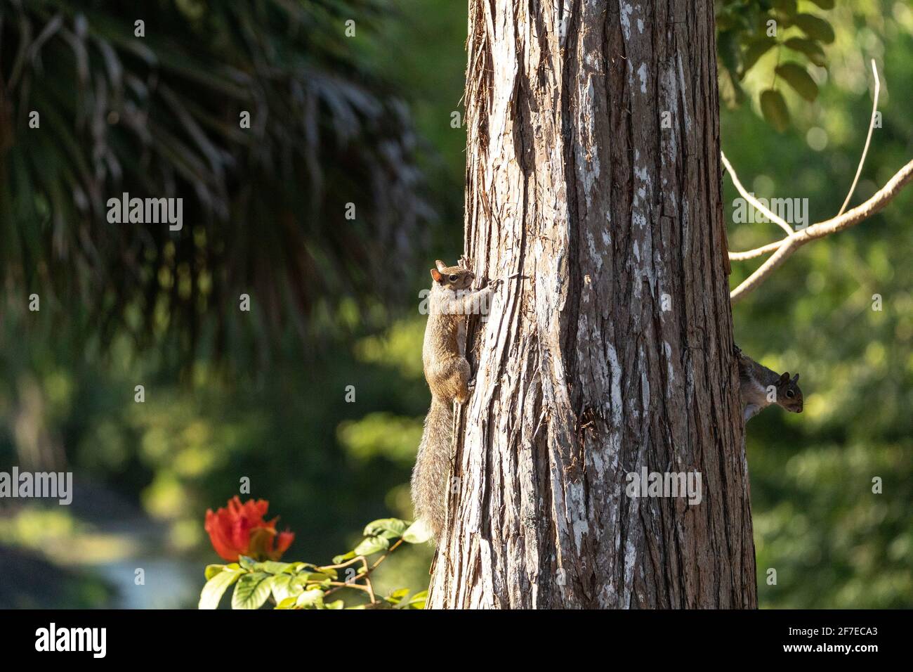 Deux écureuils gris de l'est Sciurus carolinensis s'accrochent à un pin à Naples, en Floride Banque D'Images