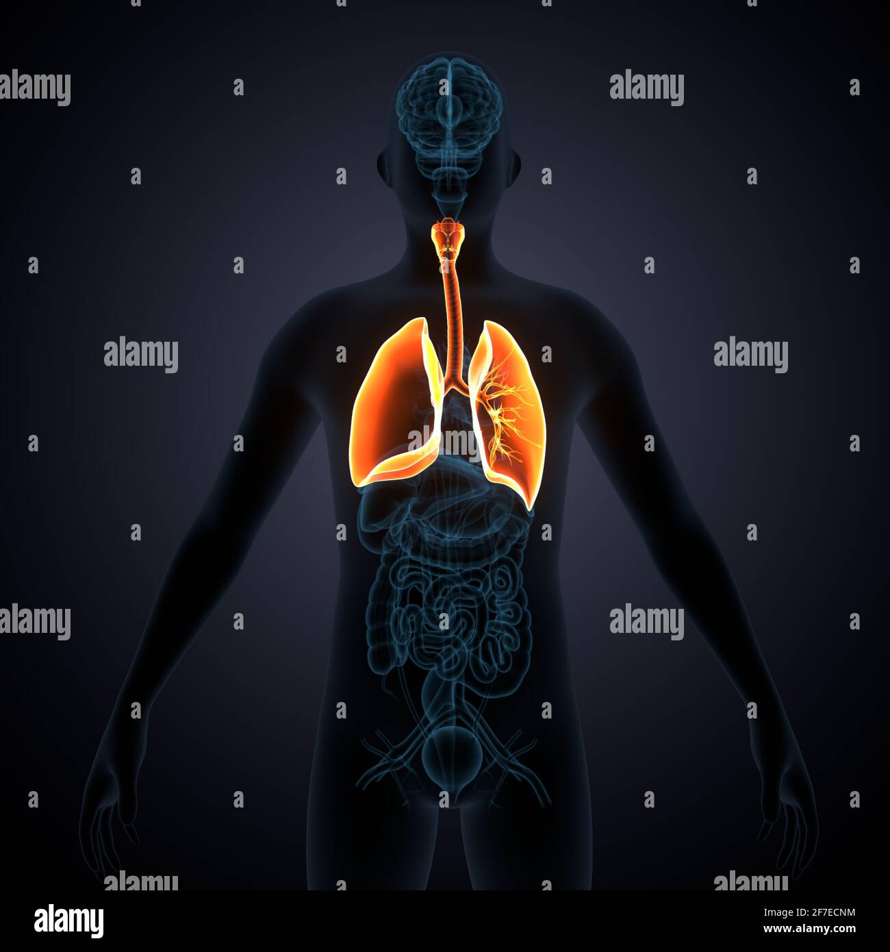 illustration 3d de l'anatomie des poumons du système respiratoire humain. Banque D'Images