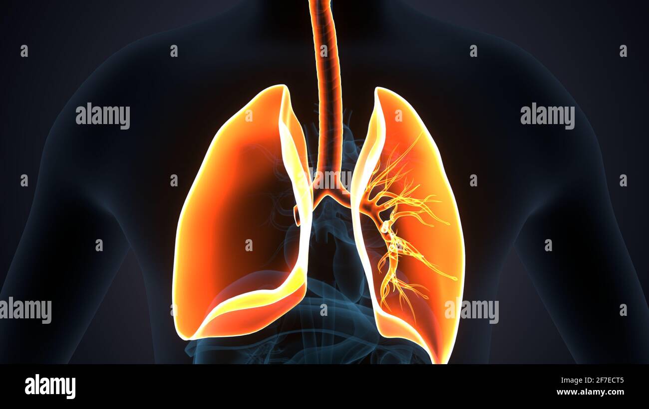 illustration 3d de l'anatomie des poumons du système respiratoire humain. Banque D'Images