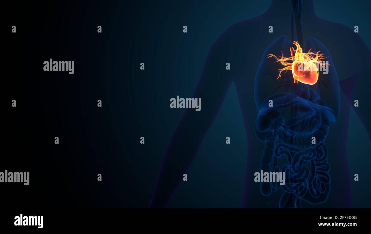 rendu 3d de l'anatomie du cœur du corps humain mâle. Banque D'Images