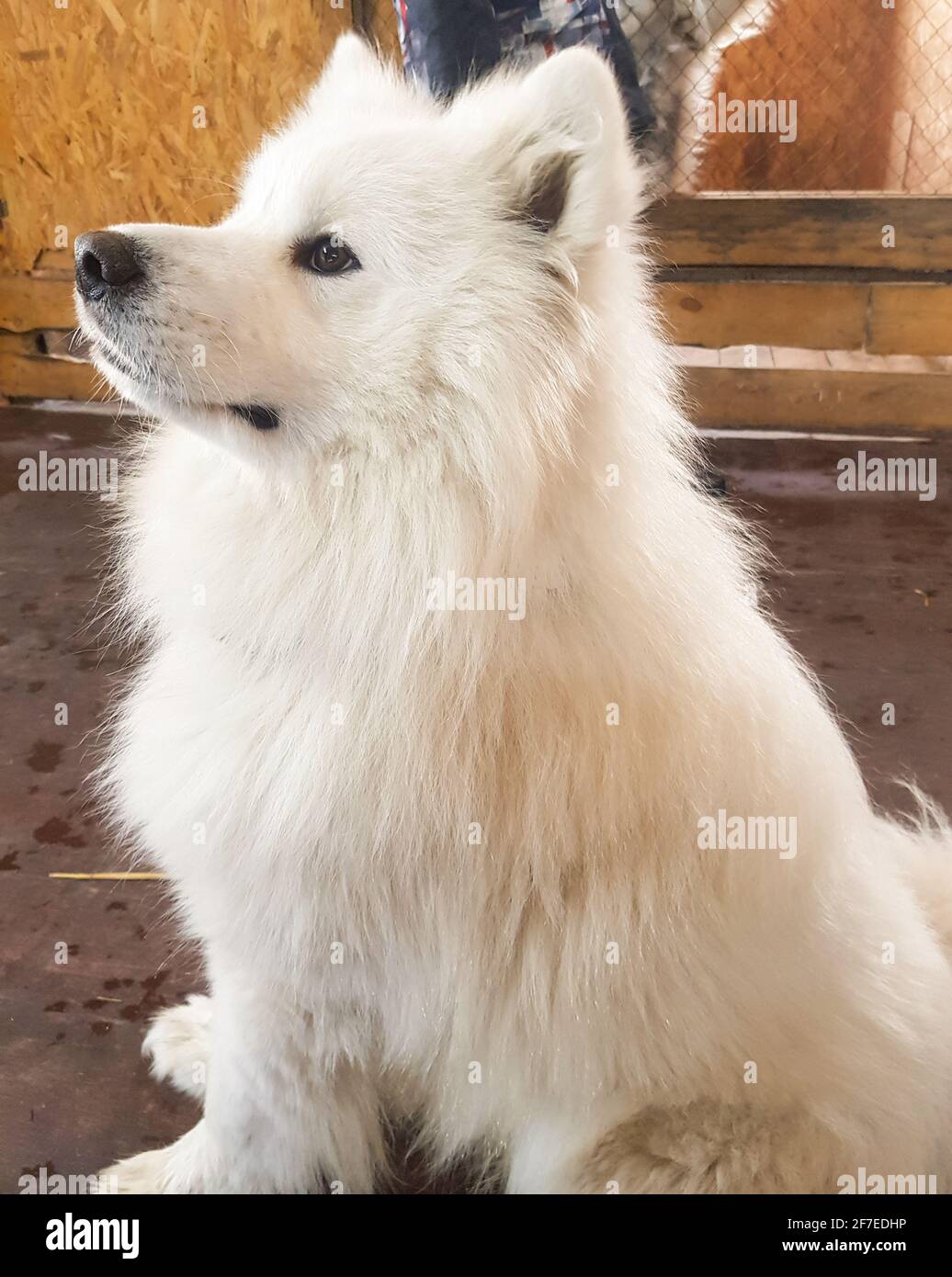 Joli chien blanc en forme de Samoyed pose assis sur le sol et regarde loin, image verticale. Banque D'Images