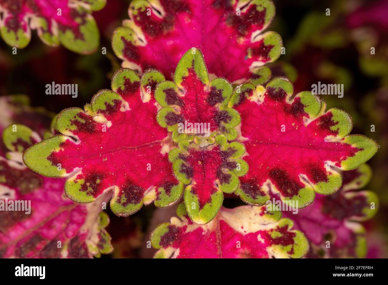 Usine de dicot de la classe Magnoliopsida en vue macro Banque D'Images
