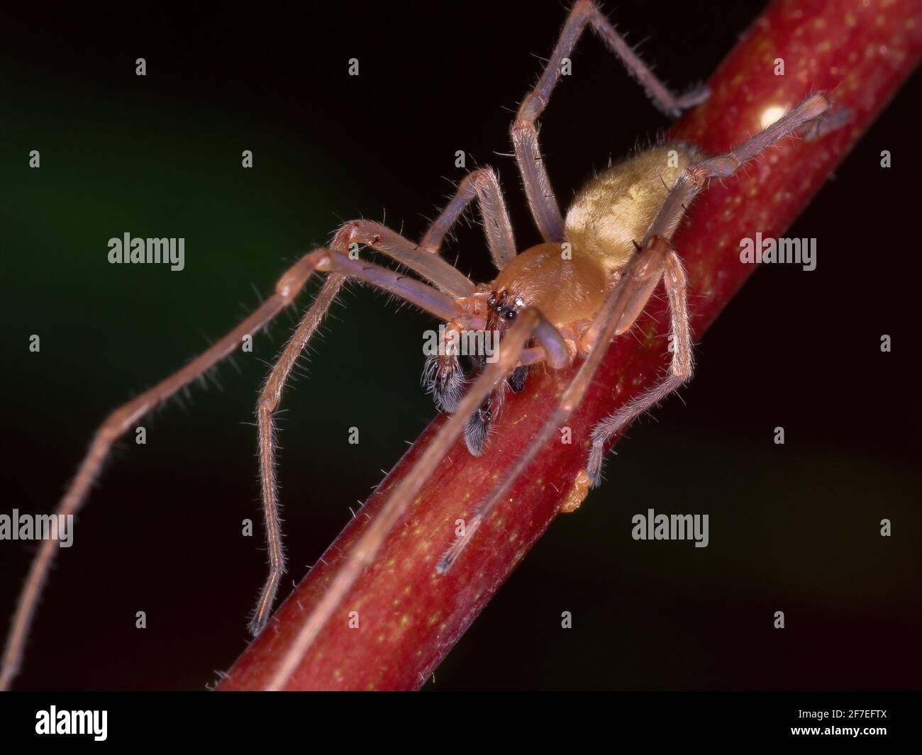 Araignée du sac agraire de l'espèce Cheiracanthium intusum Banque D'Images