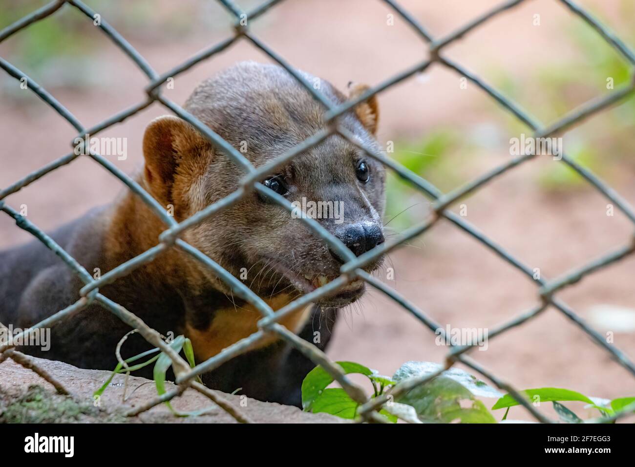 Tayra animal sauvage de l'espèce Eira barbara Banque D'Images